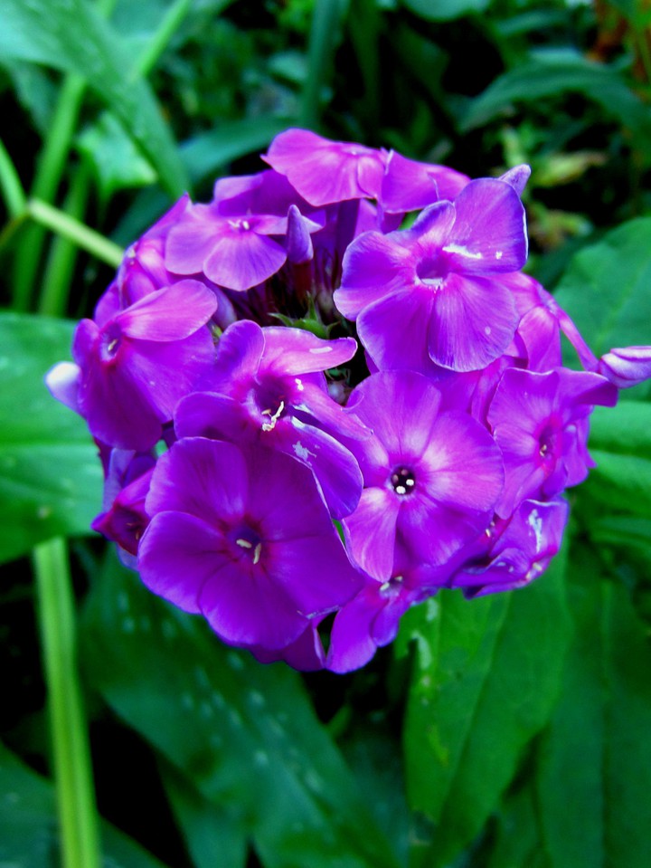 Phlox. Macro