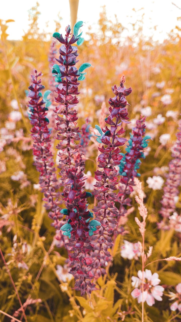 flowers