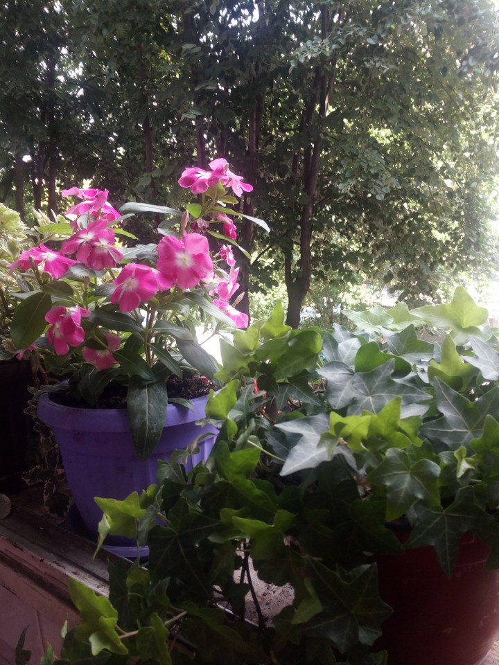 my garden
