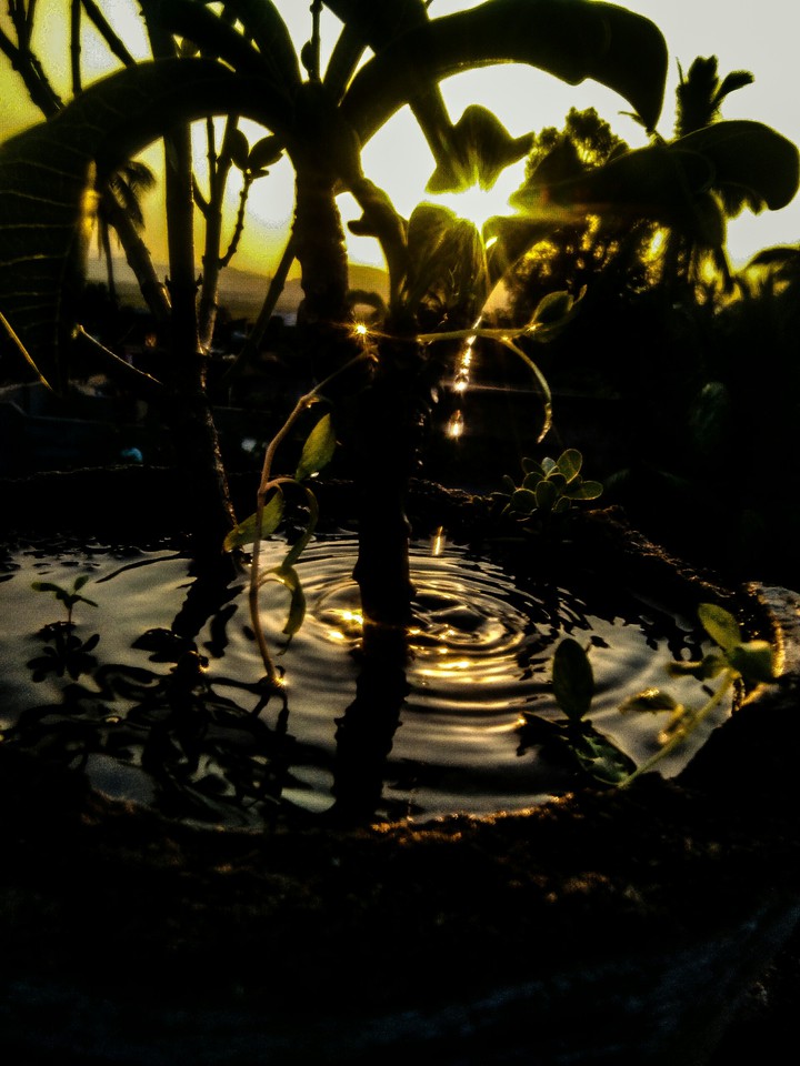 nature