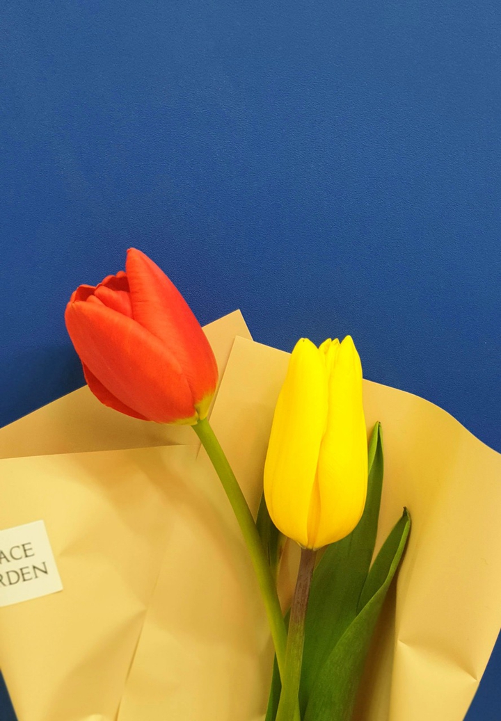 tulips
