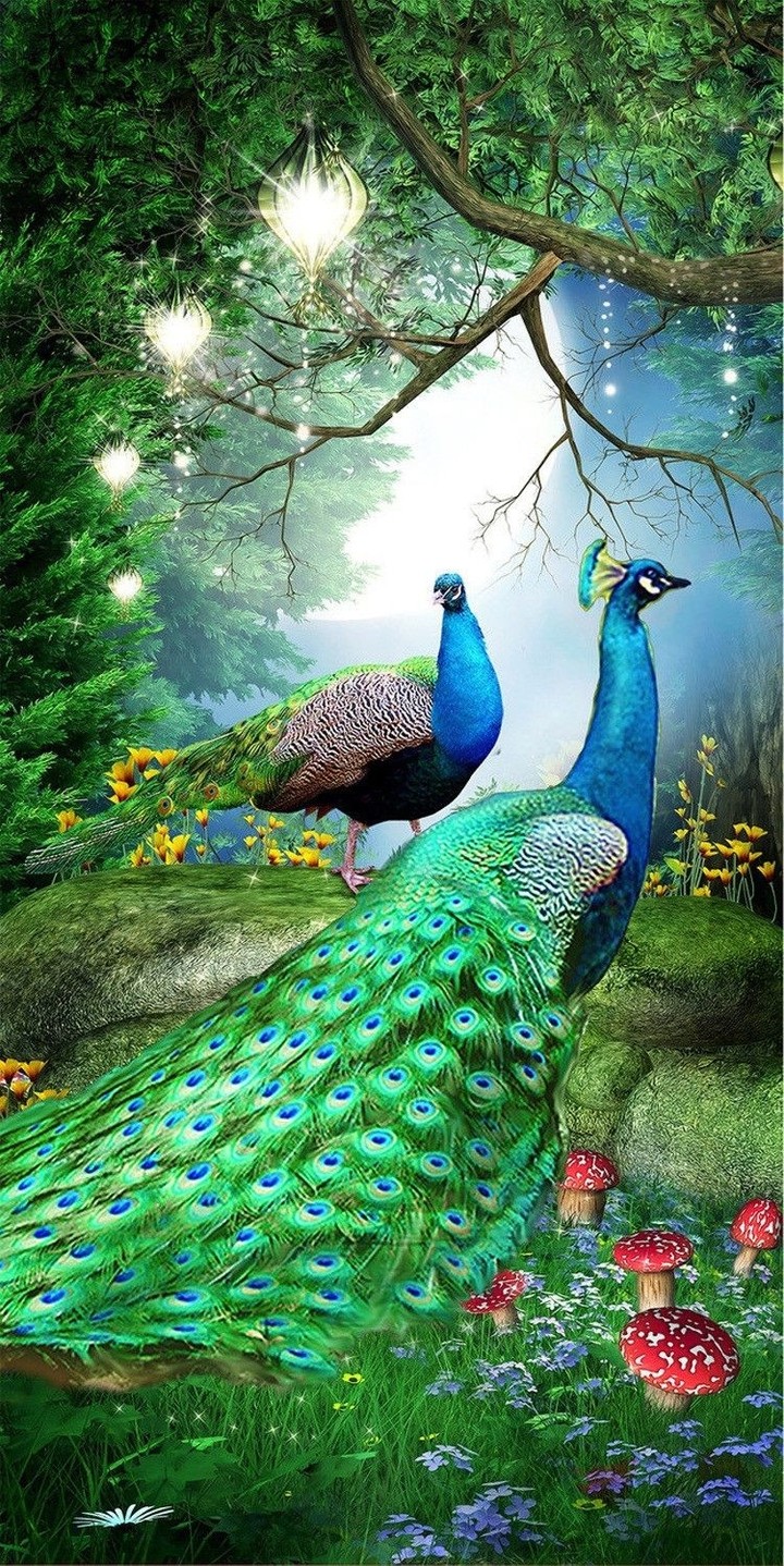 peacocks