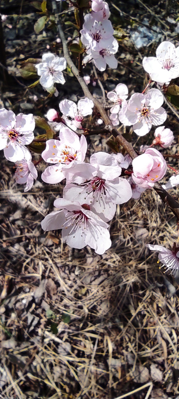 Pink flower on tree