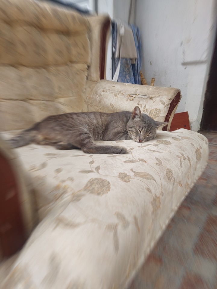 cat sleeping
