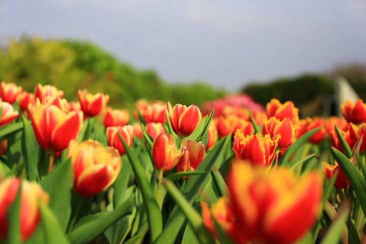 Tulip season