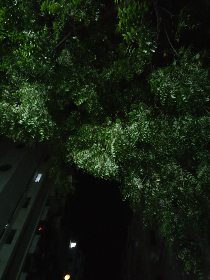 Leaves