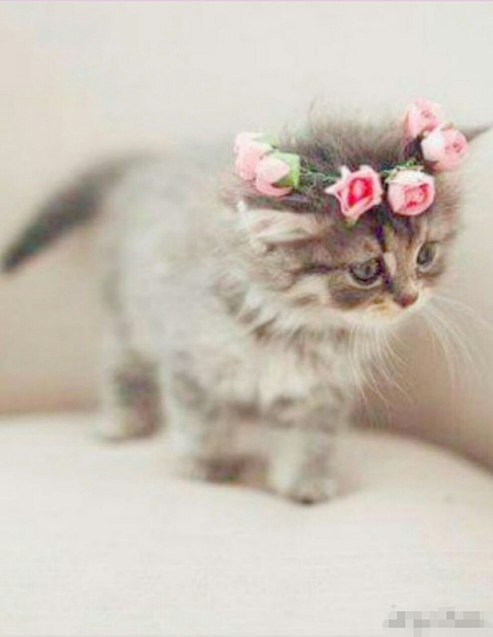 cute :-)