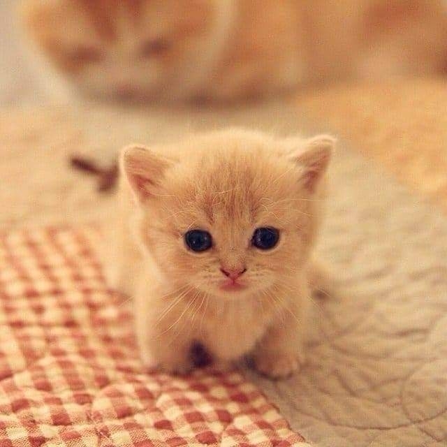 cute