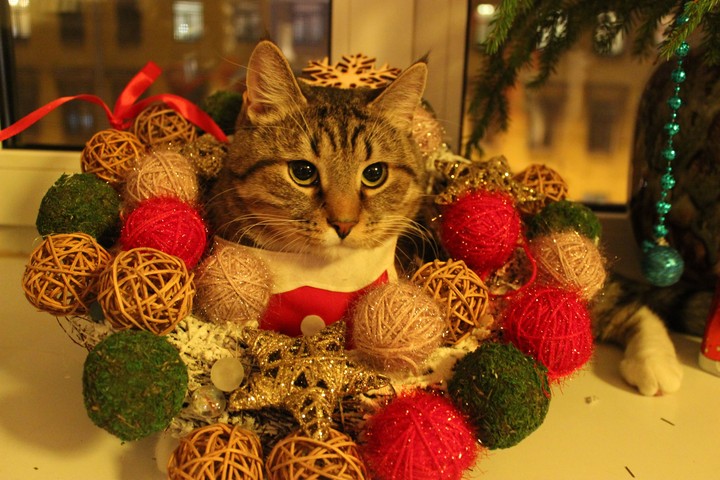 Christmas cat