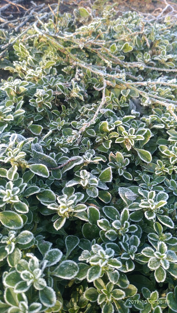Frozen