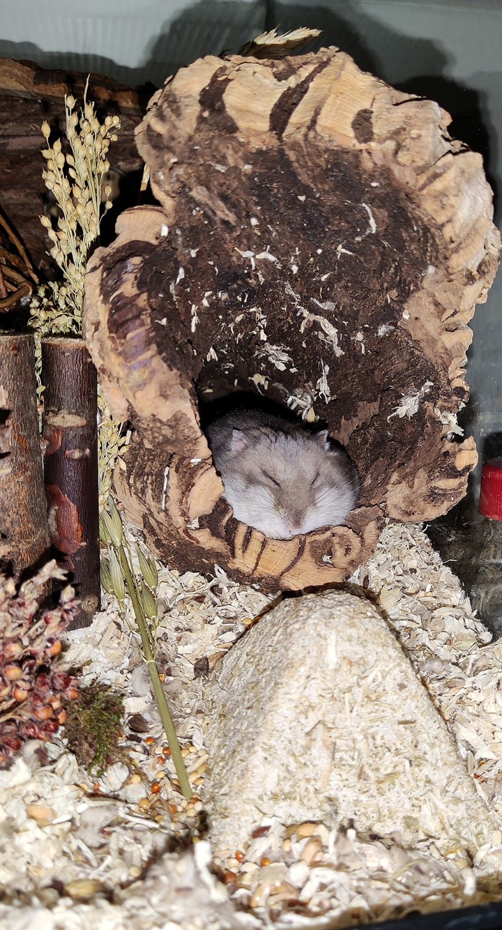 Sleepy