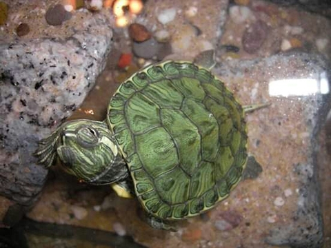 обои tortoise, reptile
