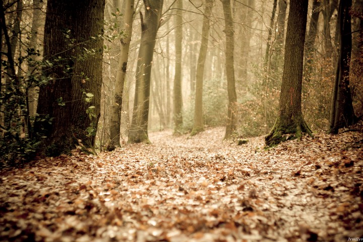 Becassine