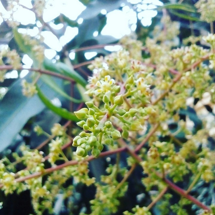 Blossom!