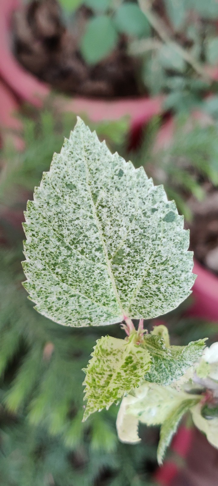 A plant's heart