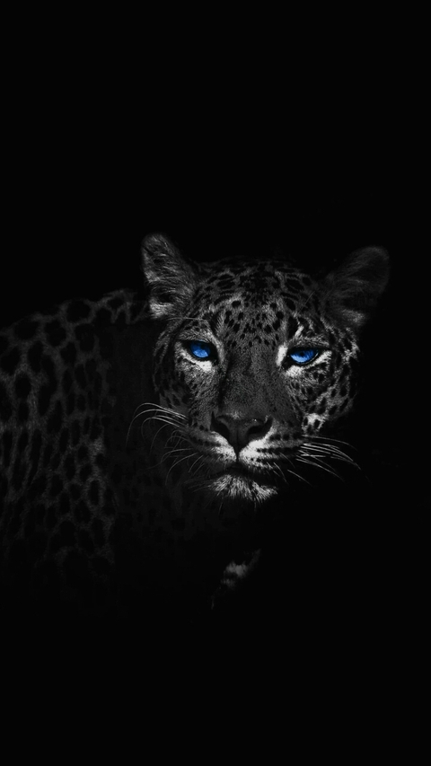 blacky