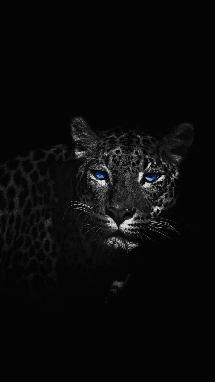 blacky