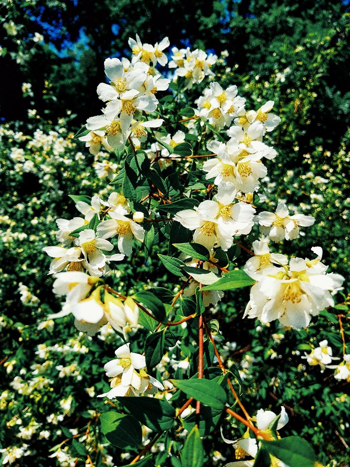 flowers