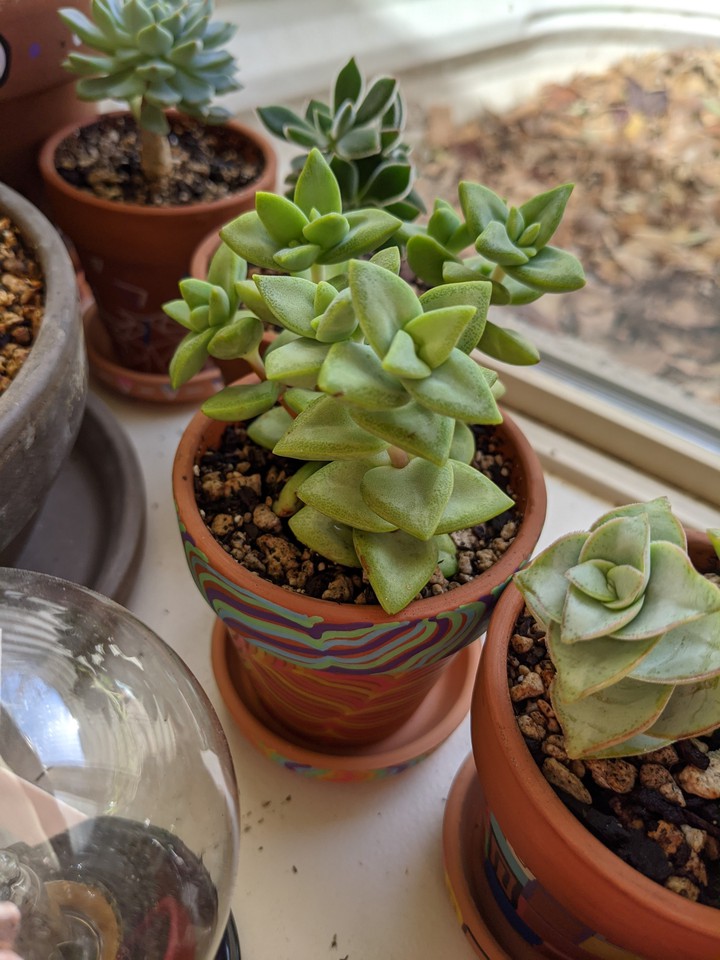 Crassula