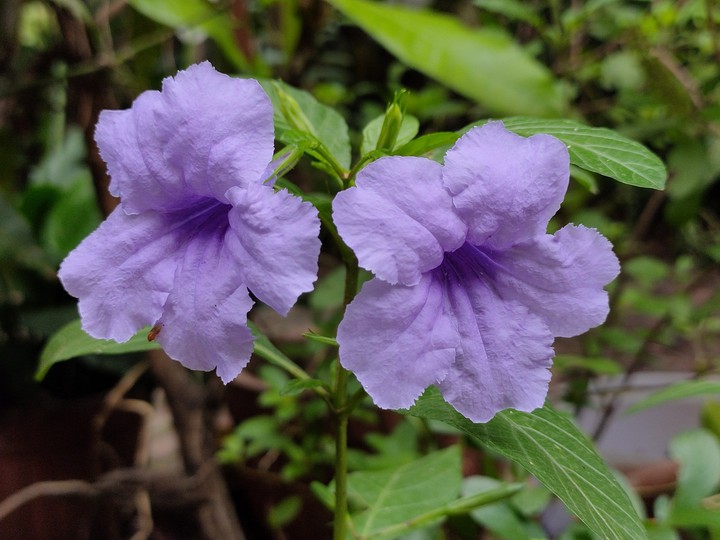 Wild Petunia