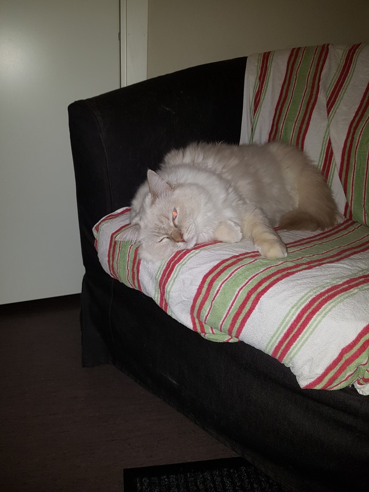 My Simba
