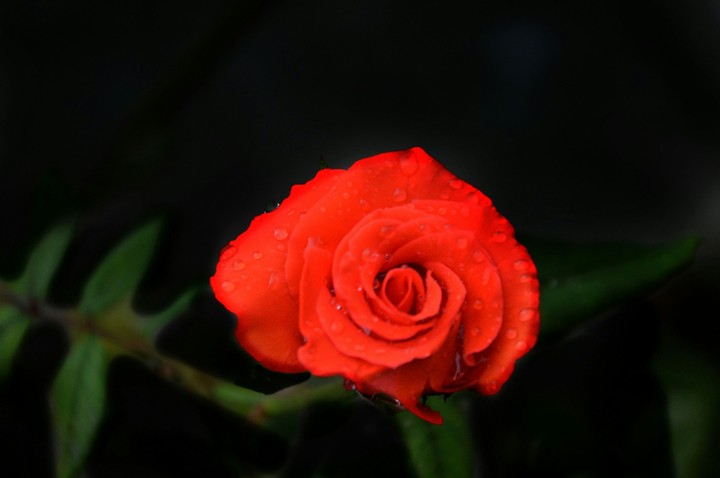 Red Beauty