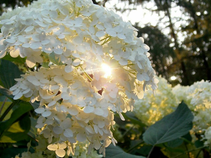 sunshine