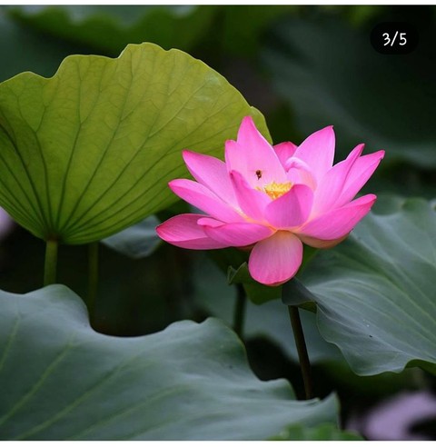 lotus