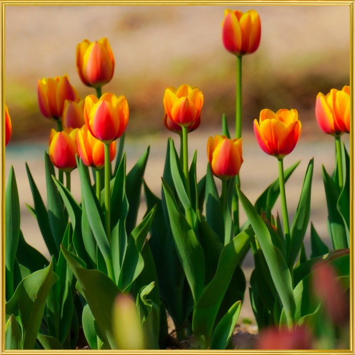 Tulips