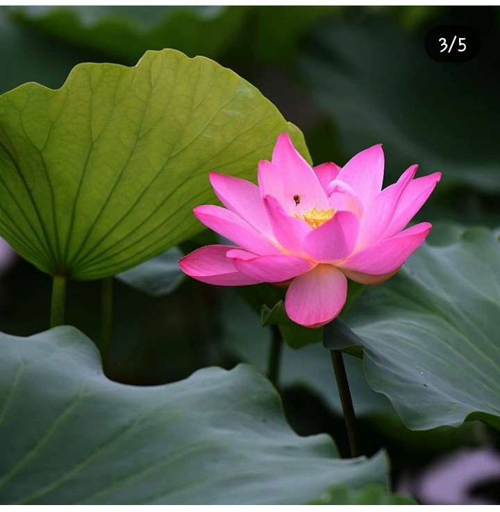 lotus