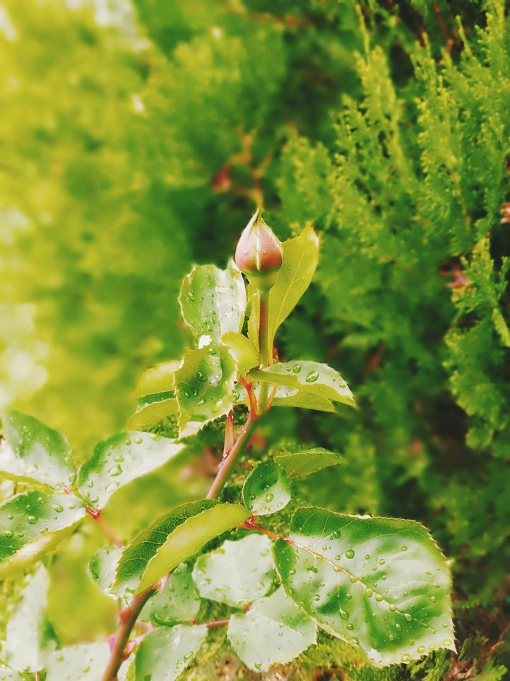 rose