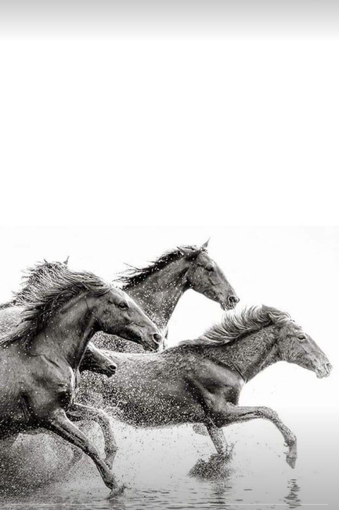 רקעים drawing, bridle