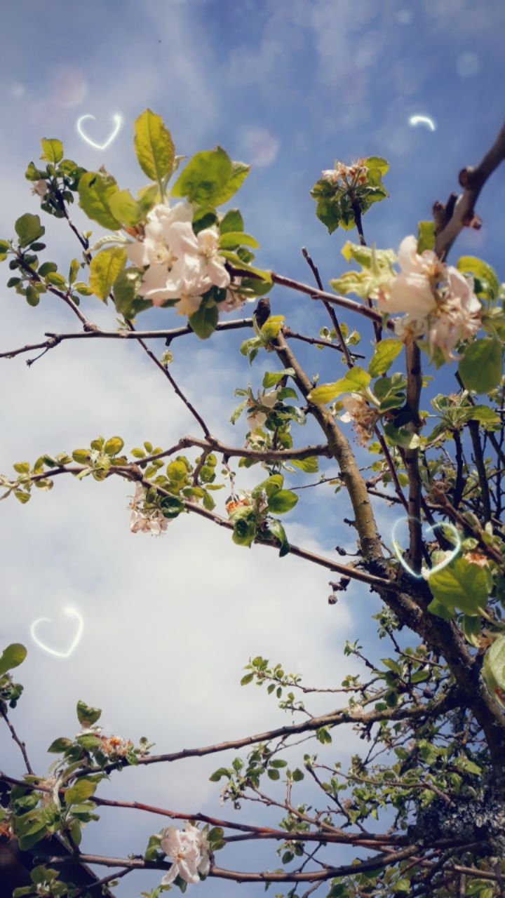 fleure