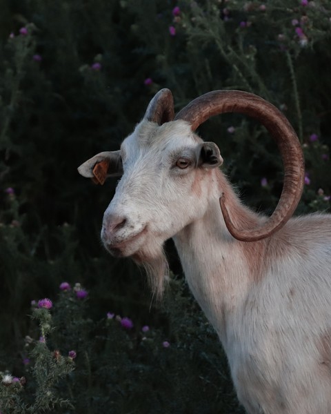 тапети Fawn, Livestock