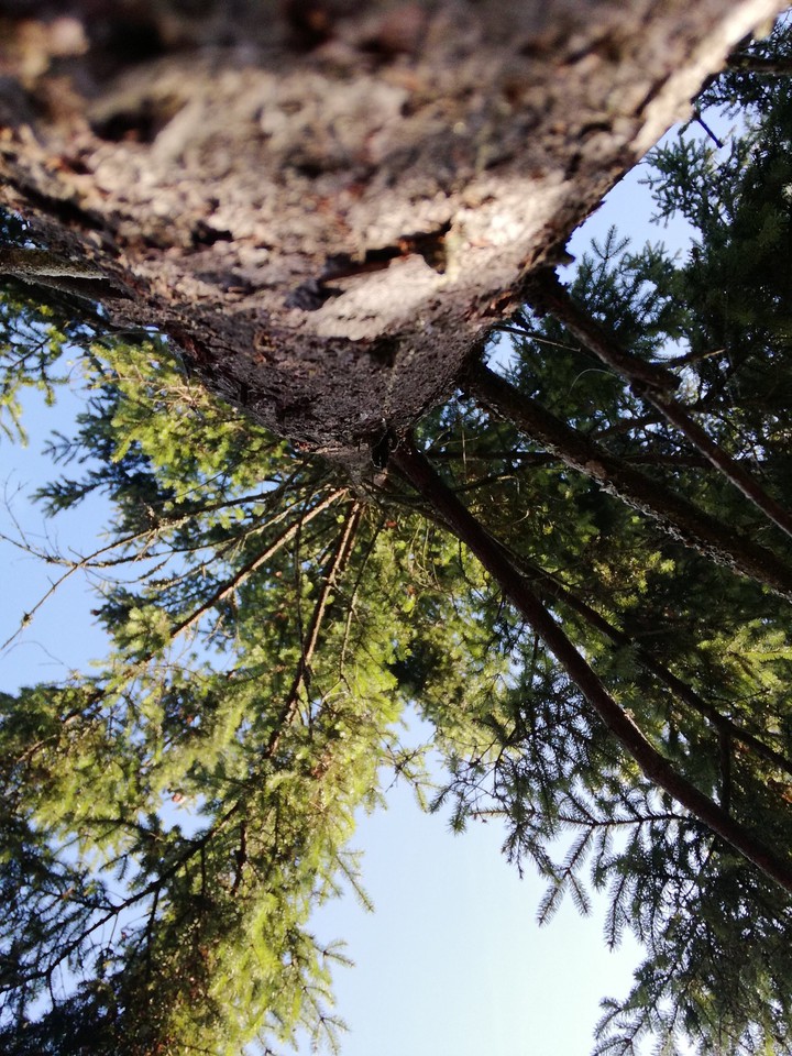 дрэво