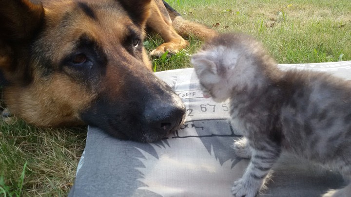 Cat and dog security