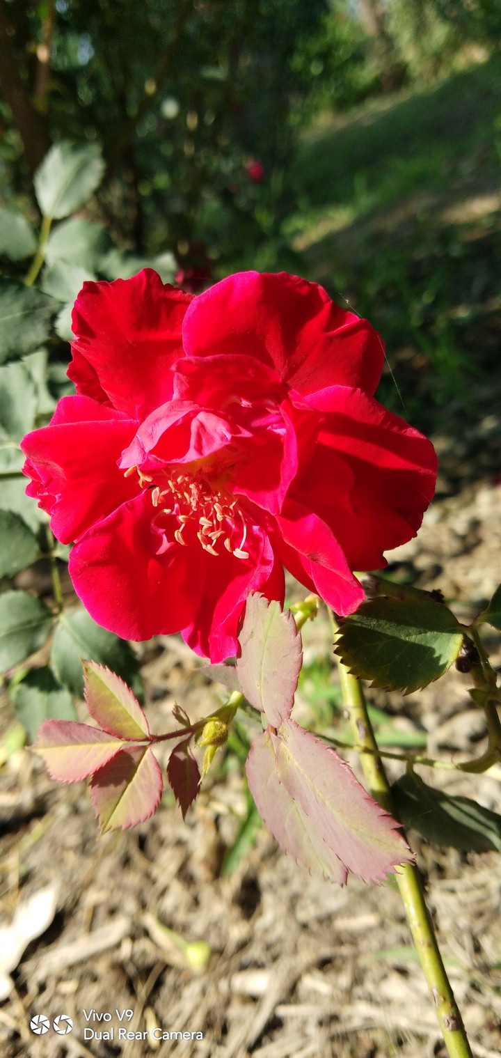 Rose