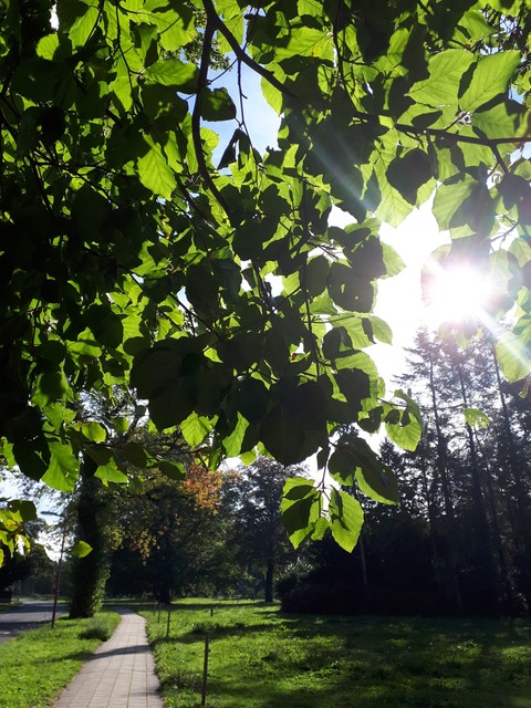 zonneschijn achter de blaadjes
