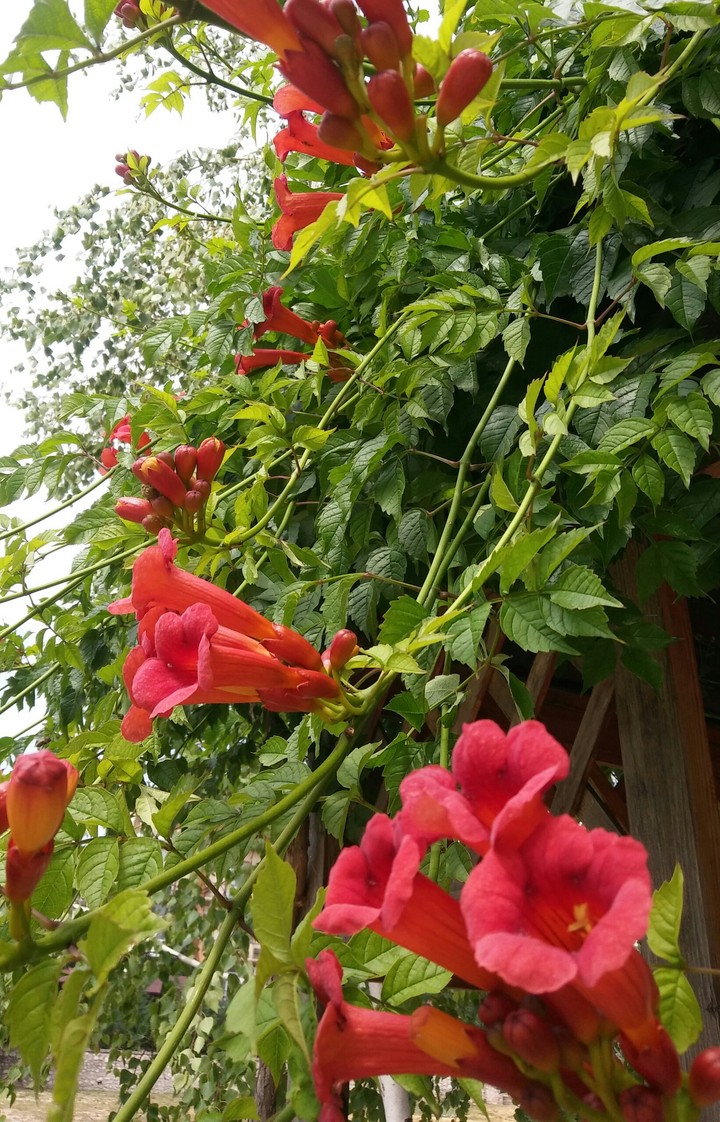 Crimea flower