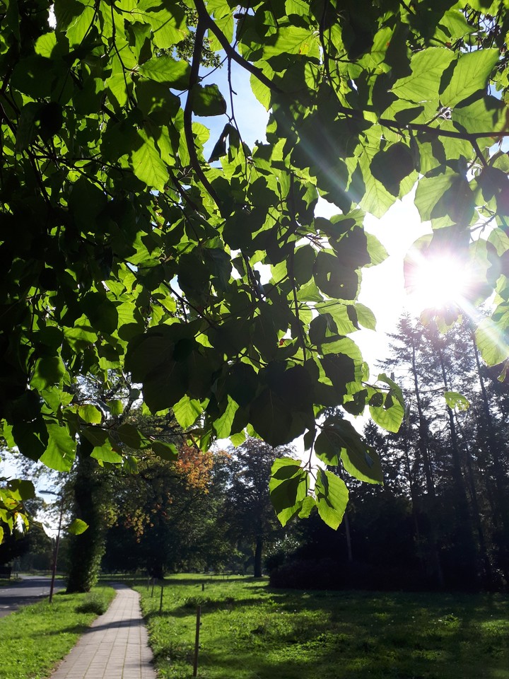 zonneschijn achter de blaadjes