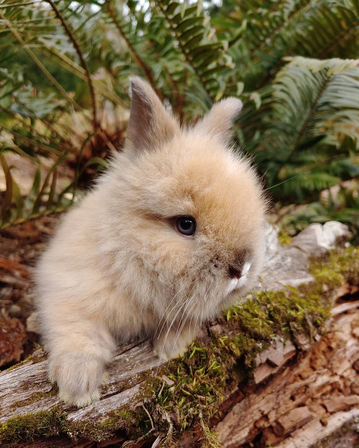 Baby rabbit