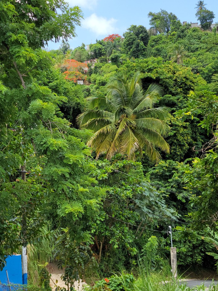 verde verde