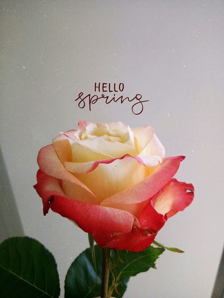 Hello spring 