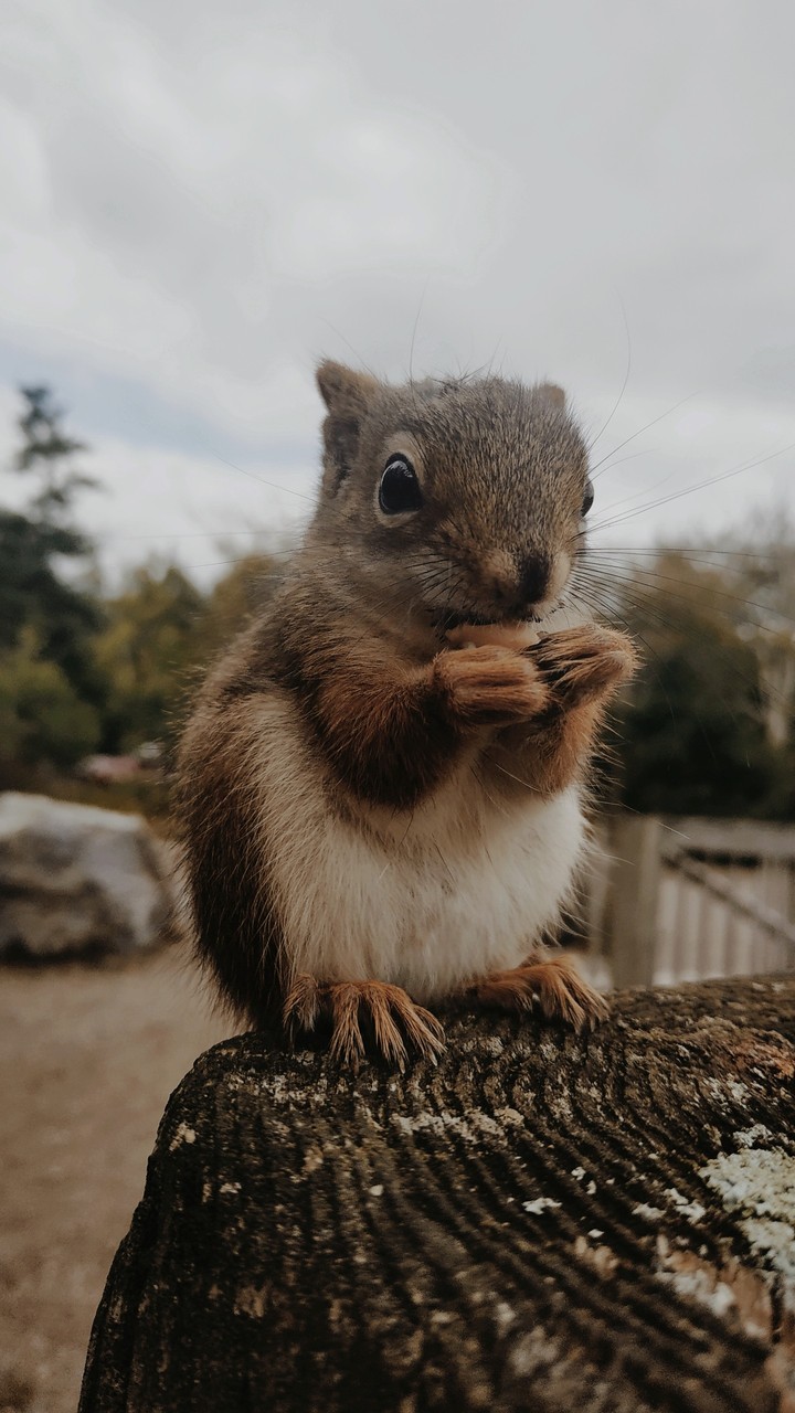 Cute babe squirrel - Bébé écureuil mignon