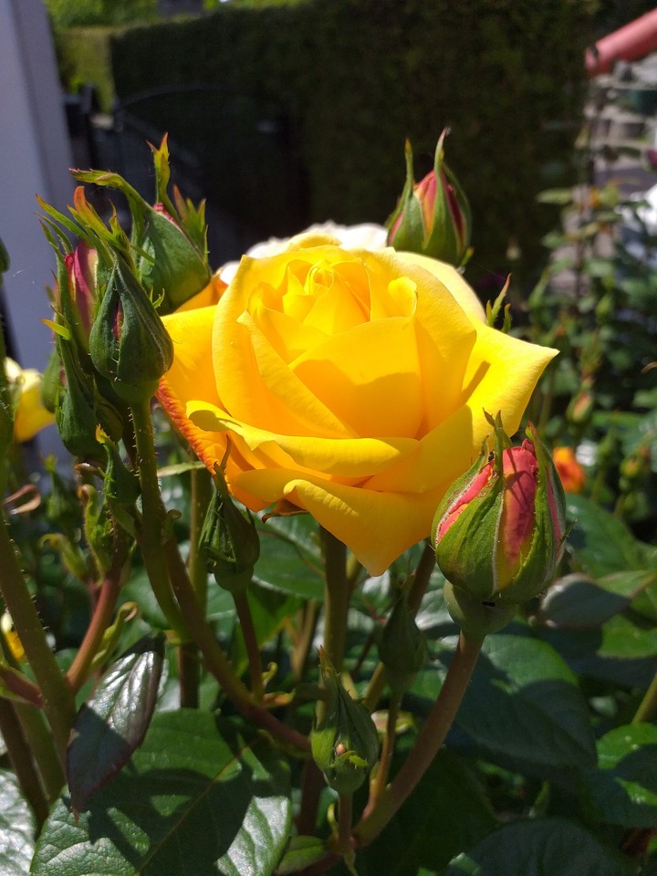 Rose