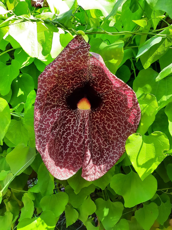Nature's beauty