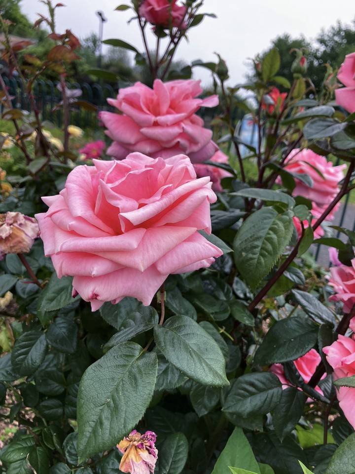Pink rose
