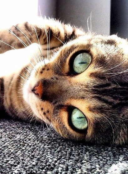 котик