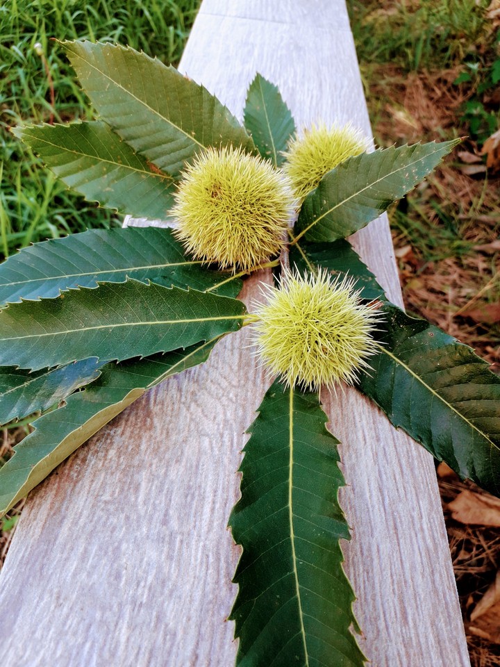 chestnut
