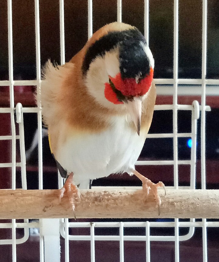 chardonneret